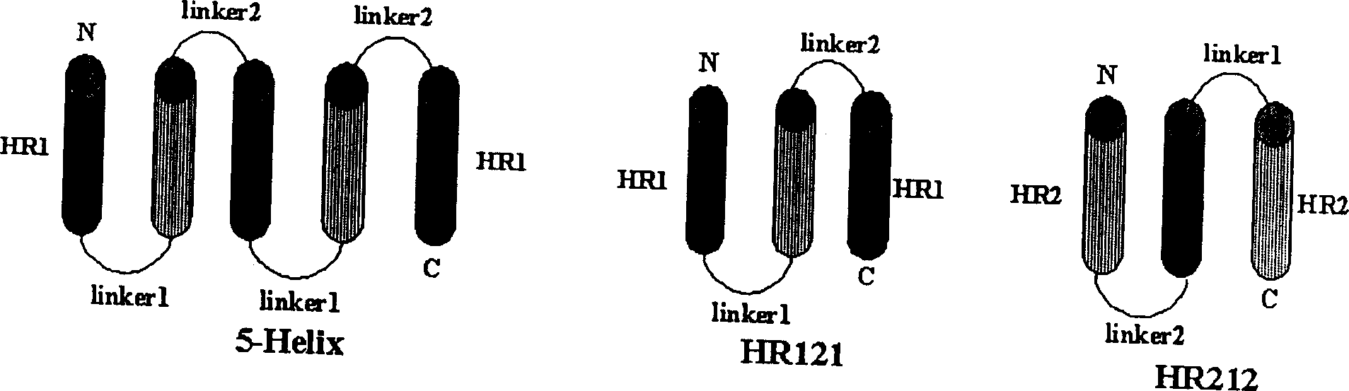 Polypeptide medicine for inhibiting SARS coronavirus, and derivatives and use thereof