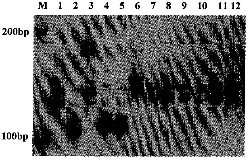 Molecular marking method for indica-japonica segment substitution of fertility loci of indica-japonica hybrid