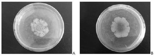 Bacillus altitudinis strain and application thereof