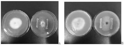 Bacillus altitudinis strain and application thereof