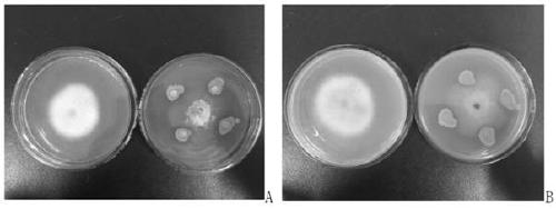 Bacillus altitudinis strain and application thereof