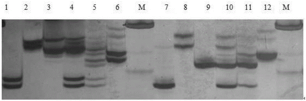 Portunus trituberculatus release effect evaluation method