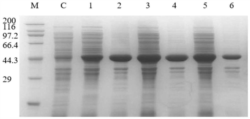 Leucine dehydrogenase mutant with improved catalytic activity and application of leucine dehydrogenase mutant