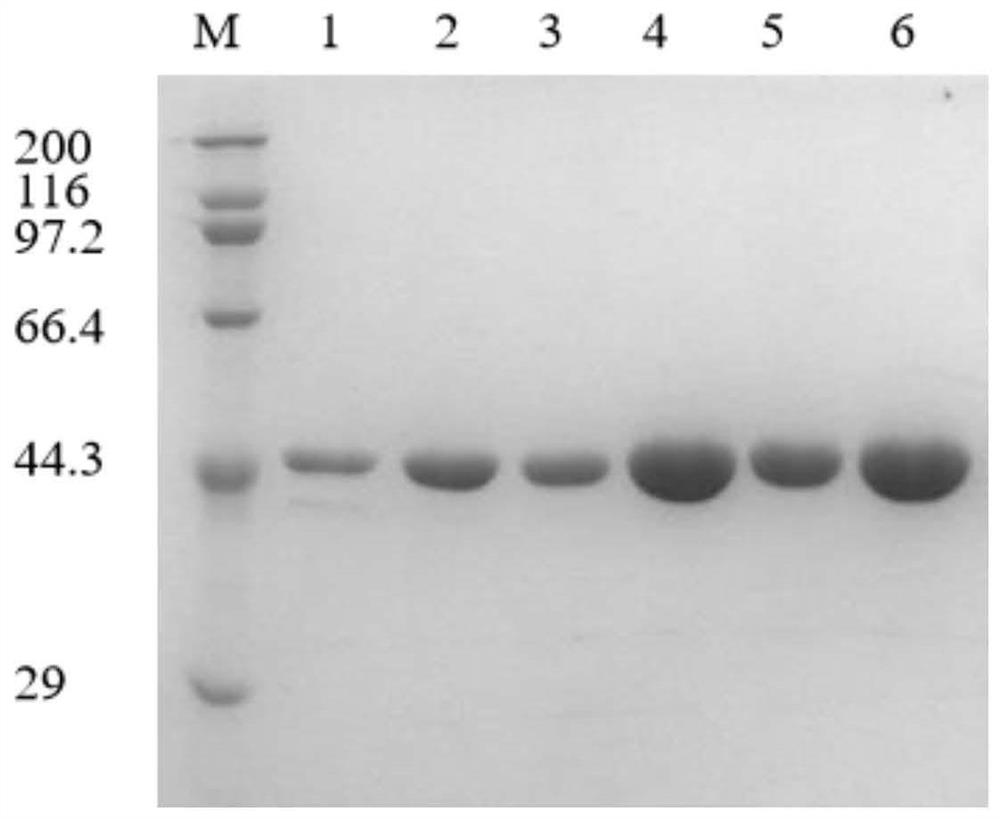 Leucine dehydrogenase mutant with improved catalytic activity and application of leucine dehydrogenase mutant