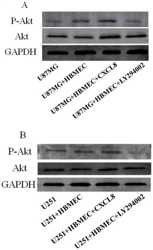 Research method of Crosstalk mechanism of VEGF-CXCL8-Akt and application thereof