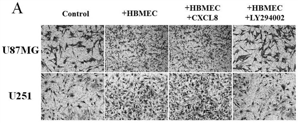 Research method of Crosstalk mechanism of VEGF-CXCL8-Akt and application thereof