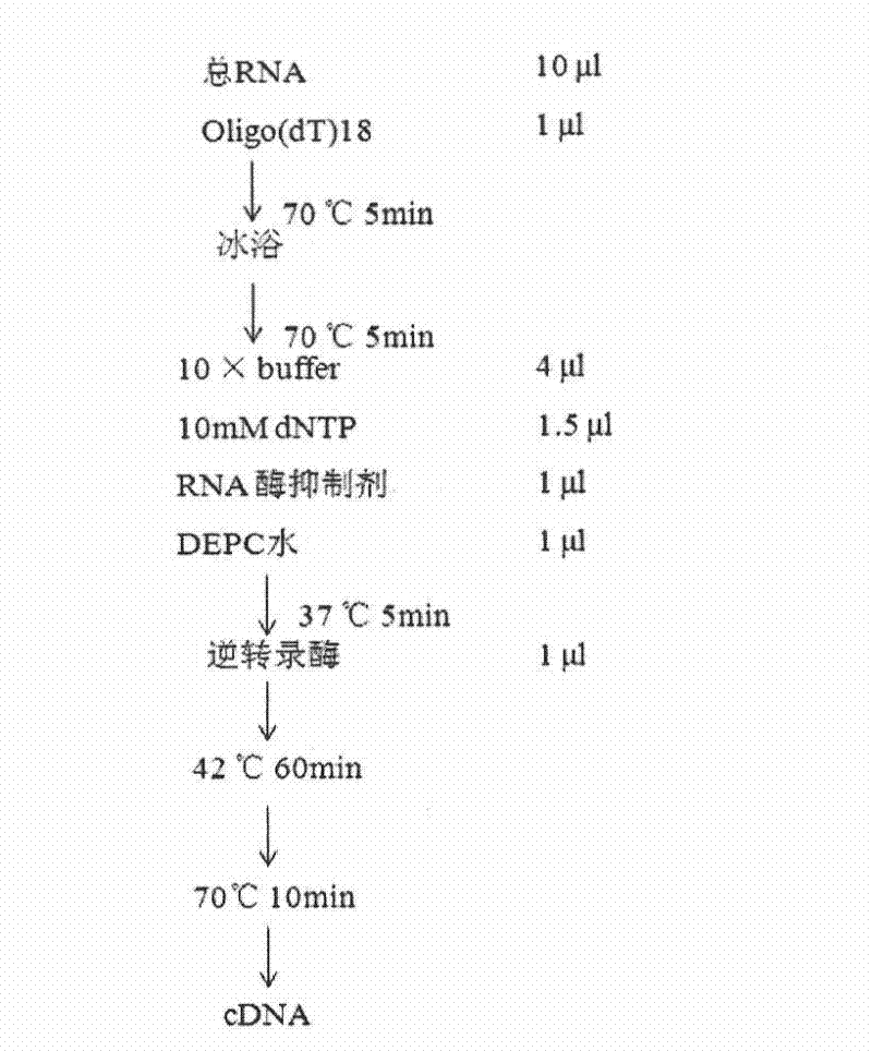 Tetanus toxoid monoclonal antibody and preparation method and application thereof