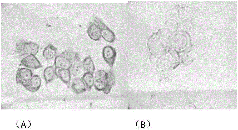 Tumor cell detecting method