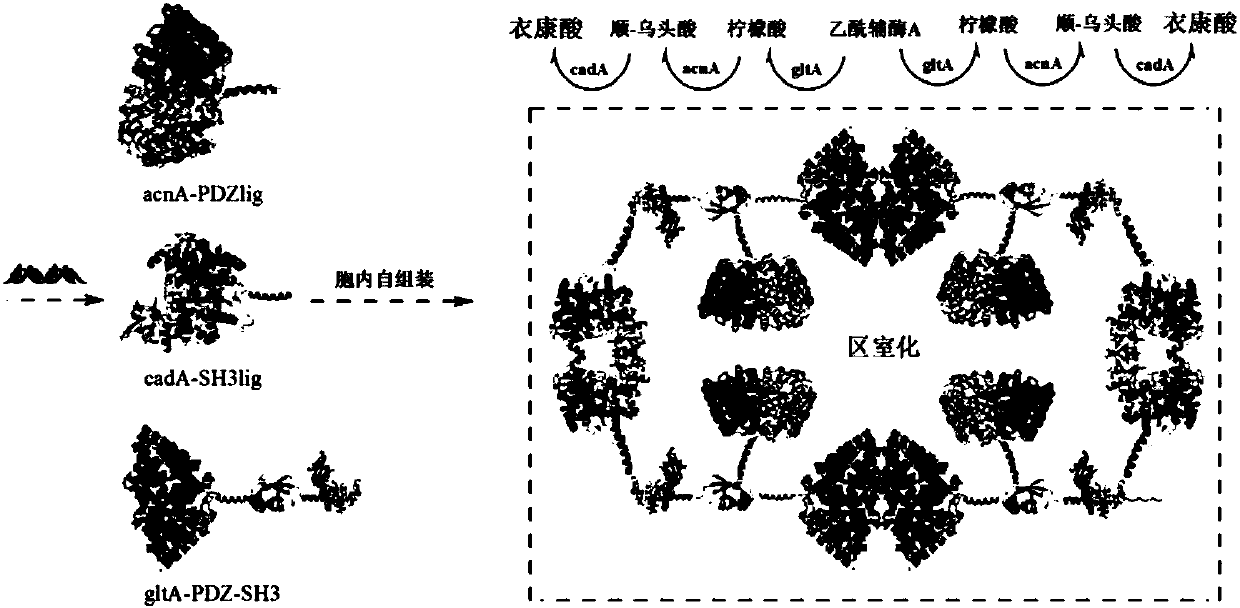 Method for producing itaconic acid in escherichia coli