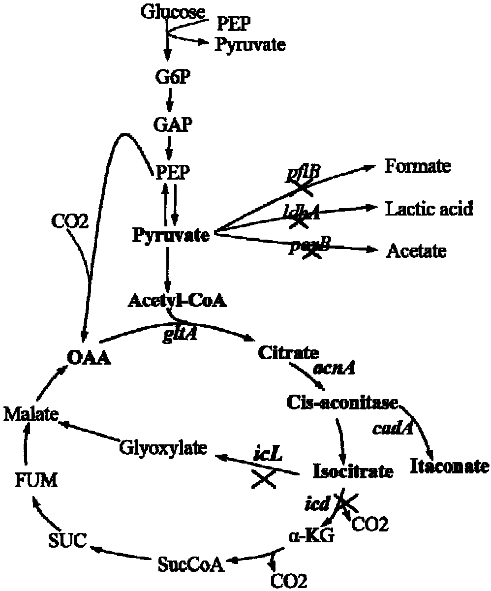 Method for producing itaconic acid in escherichia coli