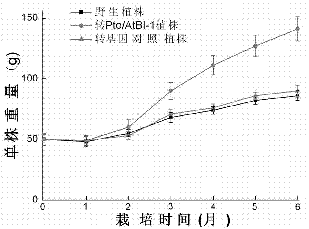 Application of Pto/AtBI-1 bivalent gene in promoting taxus chinensis growth and improving taxol content and method