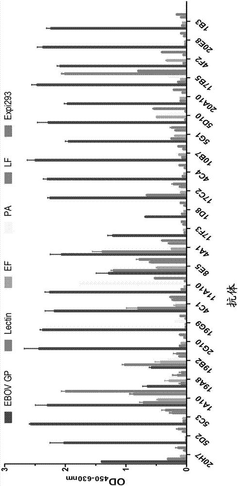 Monoclonal antibody of human anti-Ebola virus envelope glycoprotein, and application thereof