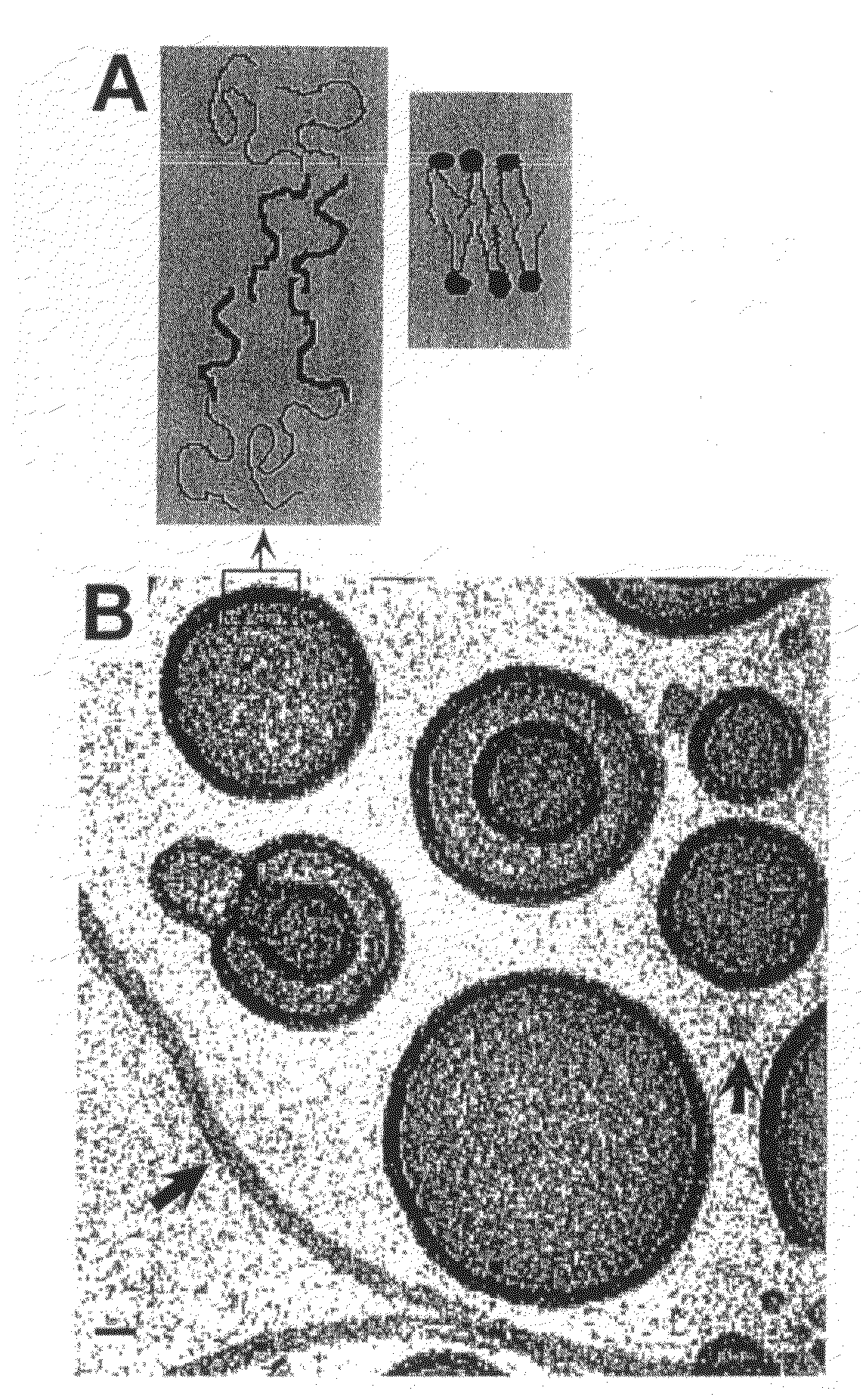 Polymersomes and related encapsulating membranes