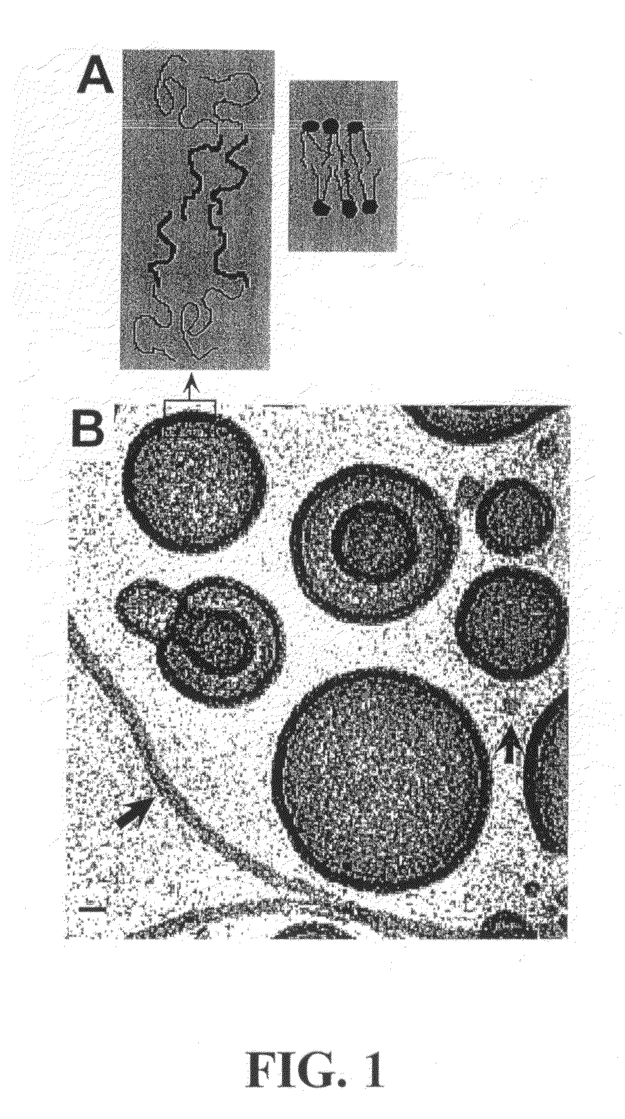 Polymersomes and related encapsulating membranes