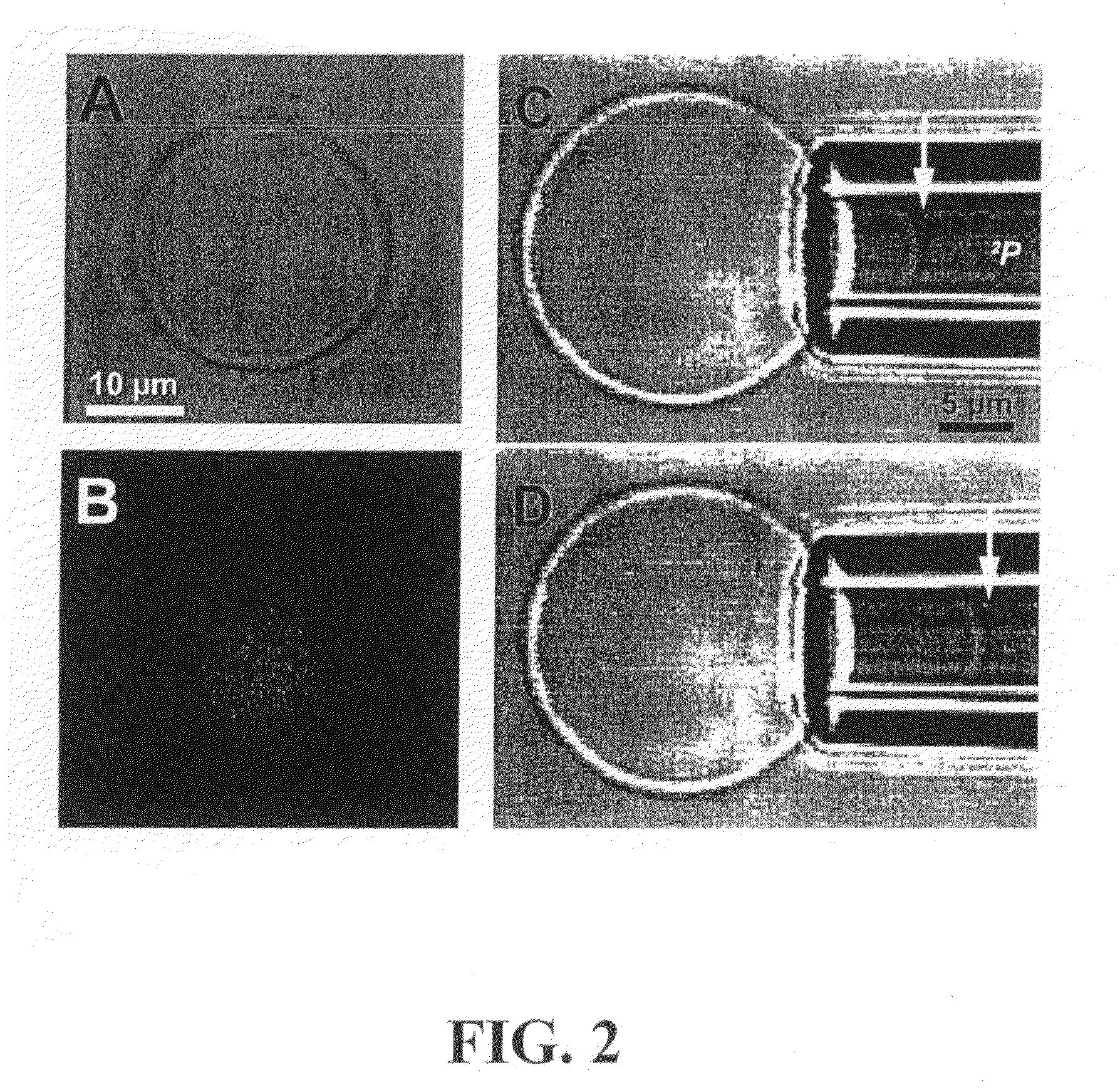 Polymersomes and related encapsulating membranes