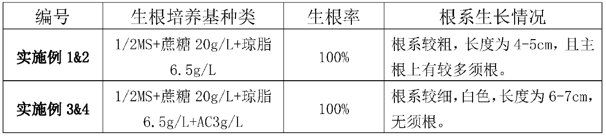 A method for tissue culture propagation of Rhodiola rosea