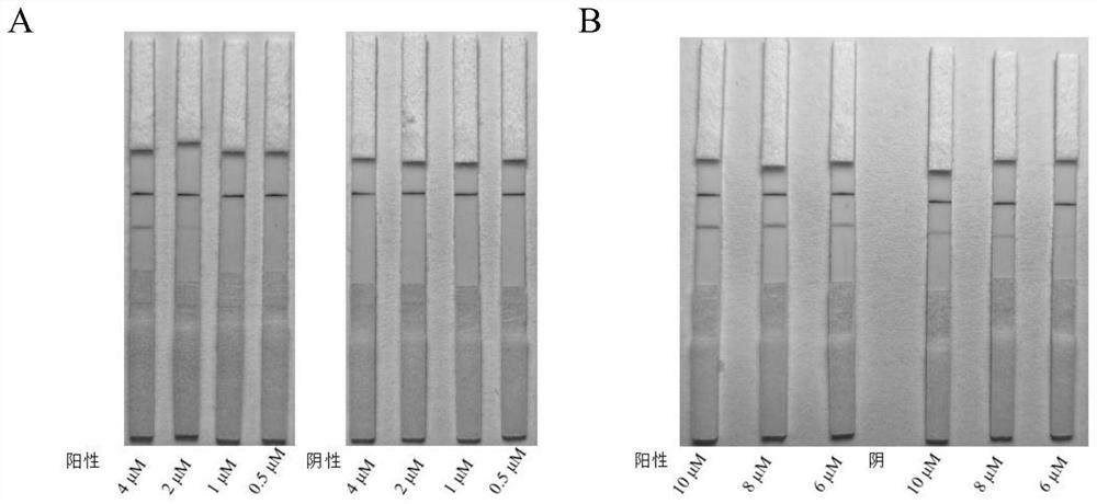 Primer probe, kit and application for detection of egfr gene l858r mutation