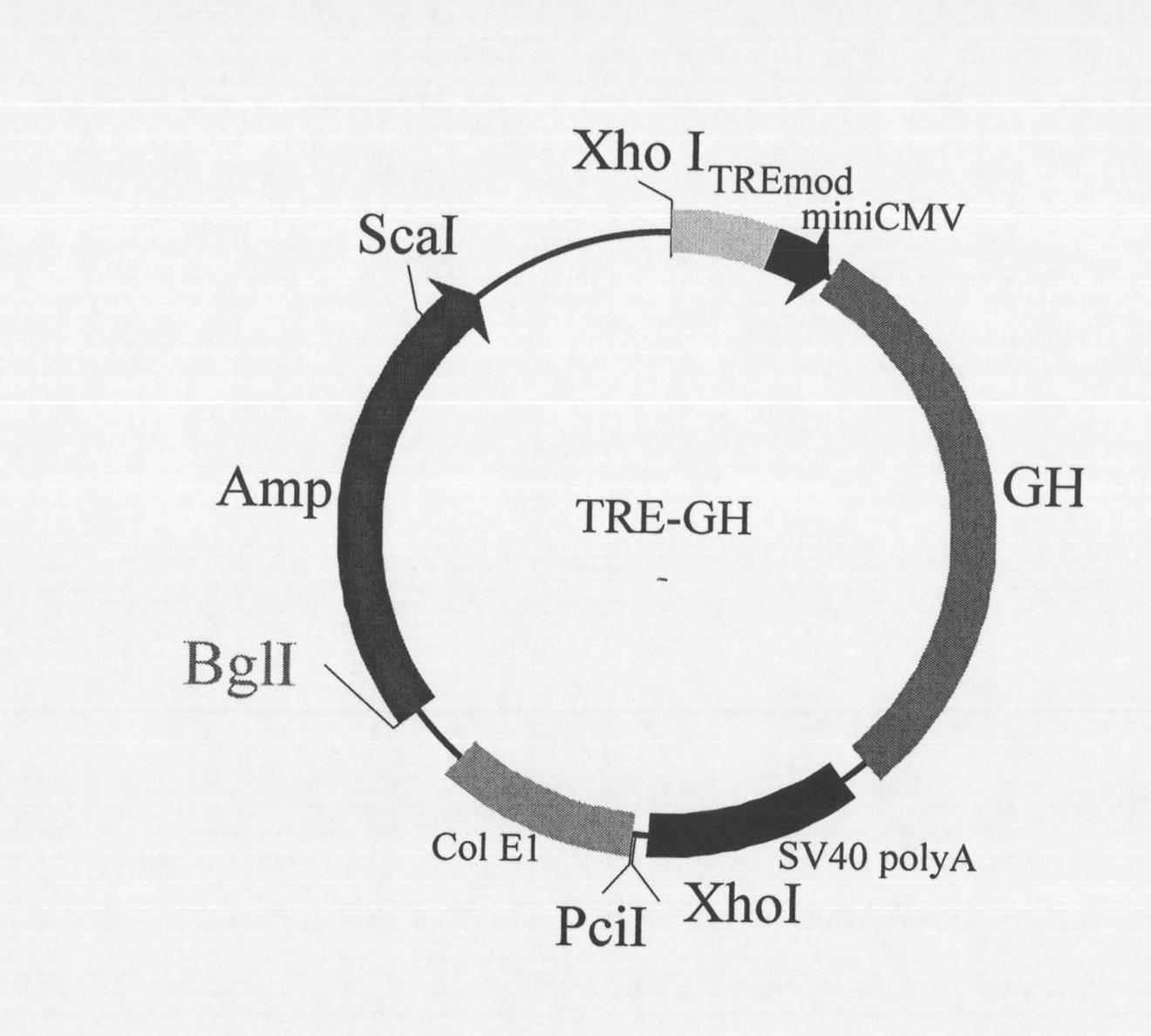 Method for breeding transgenic animal with improved pig growth hormone expression level