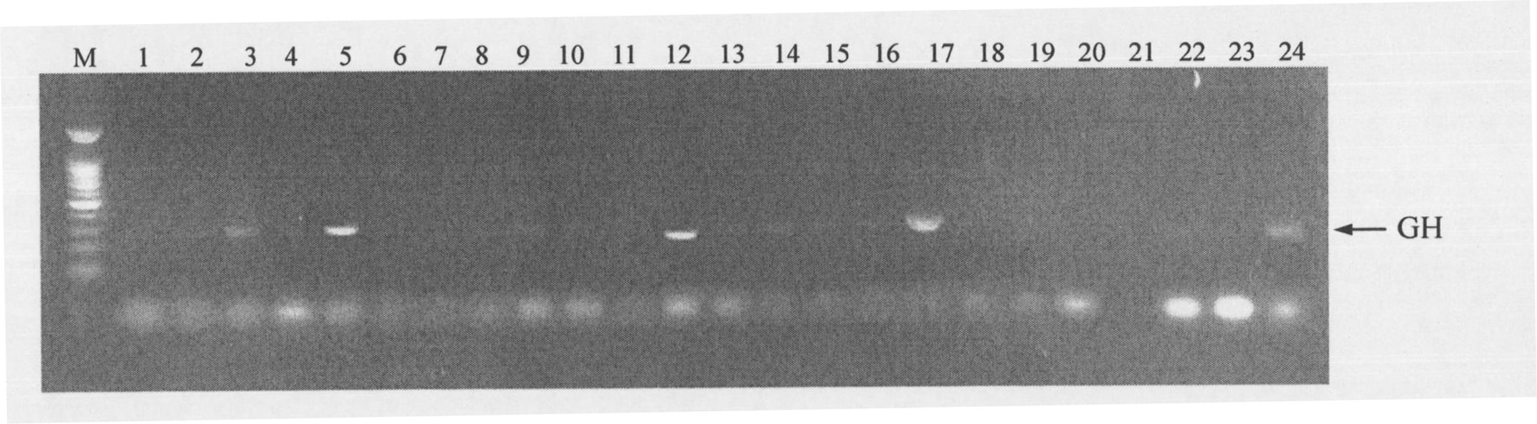 Method for breeding transgenic animal with improved pig growth hormone expression level