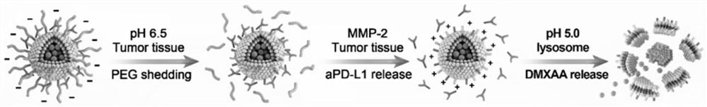 Nano vesicle jointly loaded with PD-L1 antibody and STING agonist as well as preparation method and application thereof