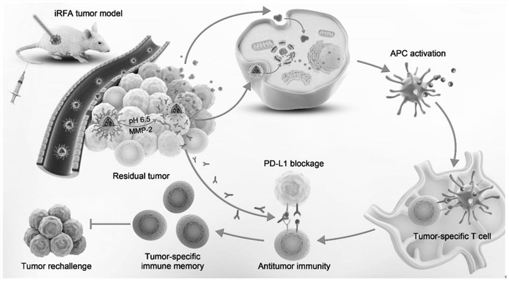 Nano vesicle jointly loaded with PD-L1 antibody and STING agonist as well as preparation method and application thereof