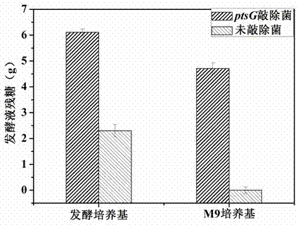 ptsG gene knocked out recombination bacterial efficiently expressing human-like collagen protein, construction method thereof, and protein expression