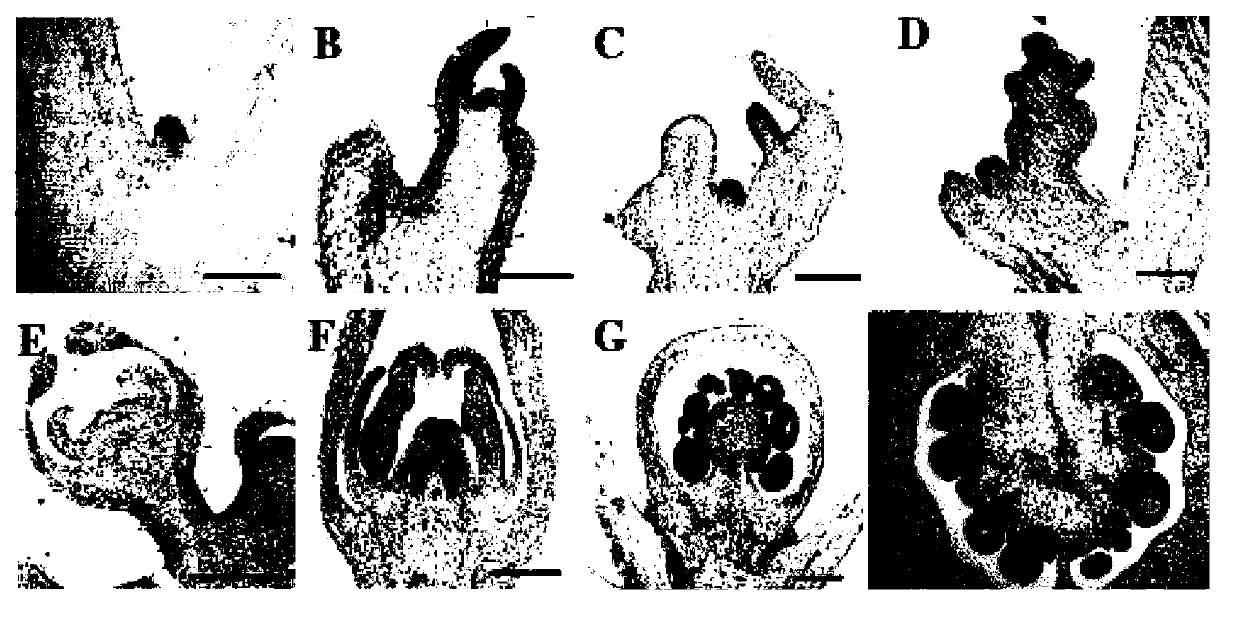 Transcription factor capable of being used to adjust plant traits