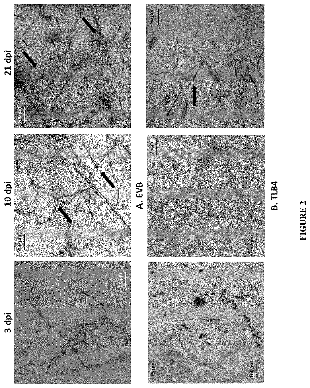 Vitis Vinifera with Reduced MLO Expression and Increased Resistance to Powdery Mildew