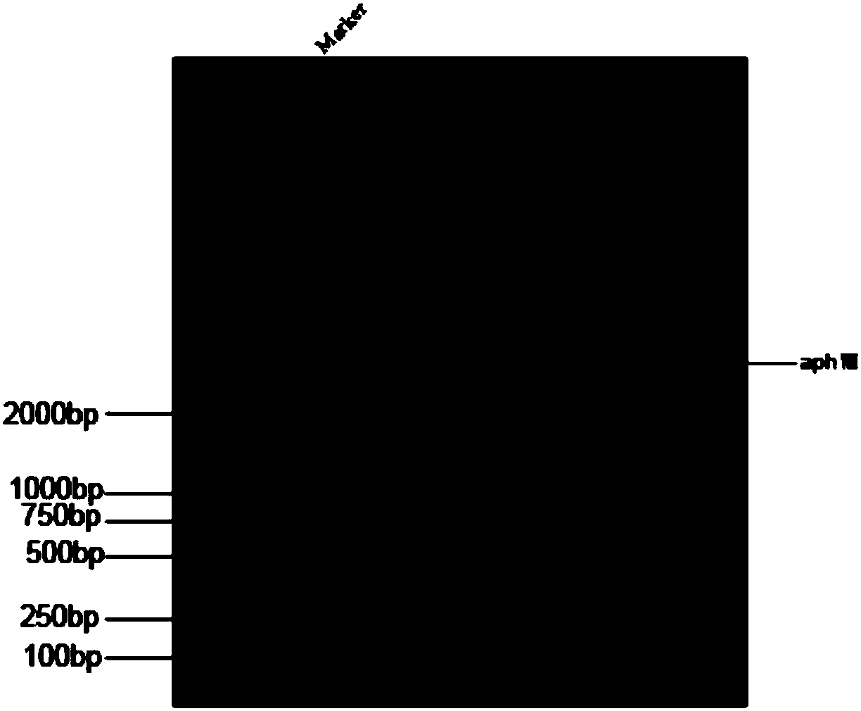 Application of chlamydomonas reinhardtii LRR (Leucine Rich Repeat) gene in regulating and controlling cadmium resistance of chlamydomonas reinhardtii