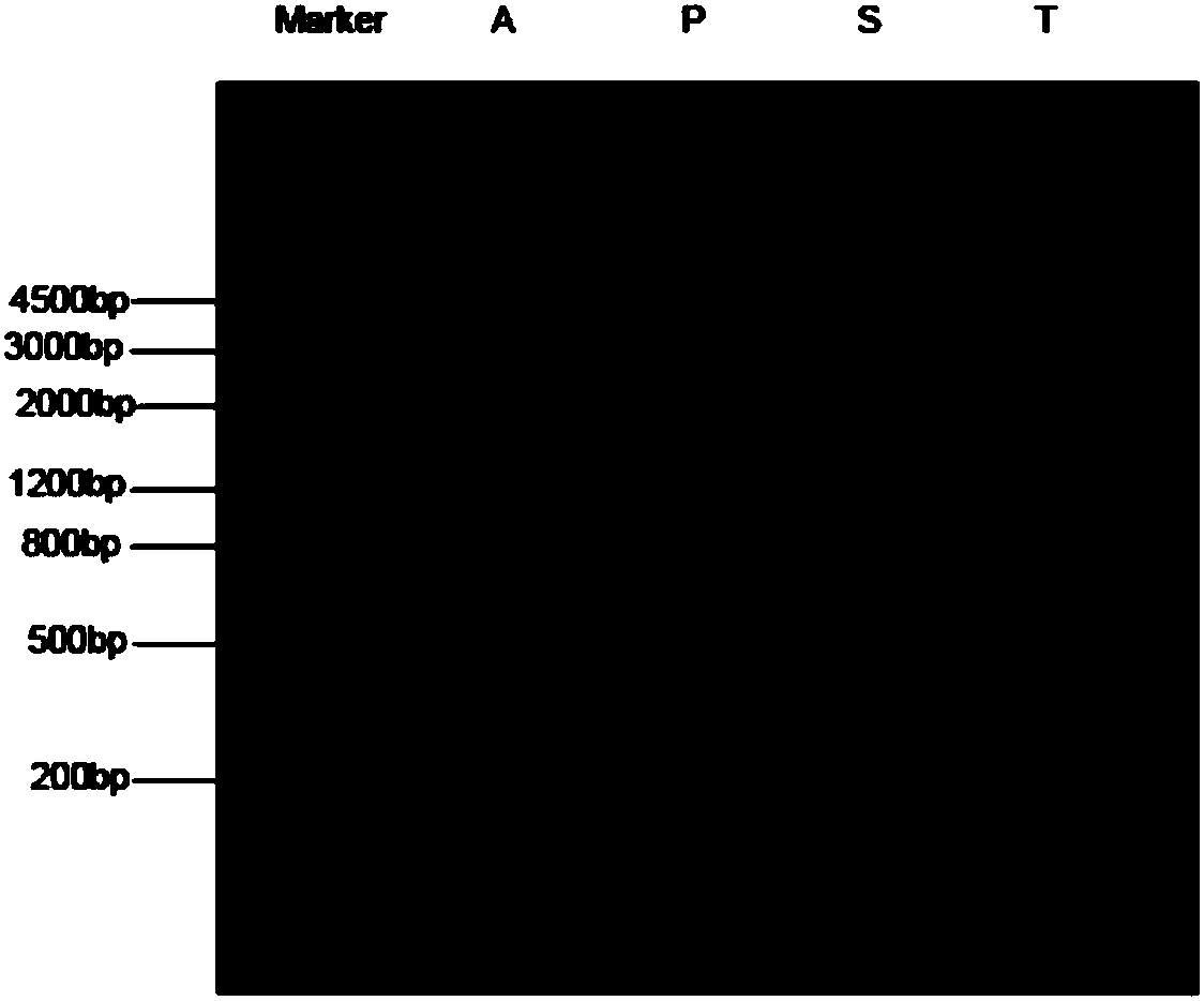 Application of chlamydomonas reinhardtii LRR (Leucine Rich Repeat) gene in regulating and controlling cadmium resistance of chlamydomonas reinhardtii