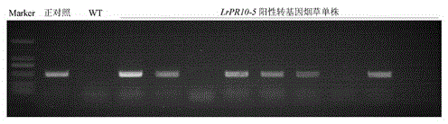 Application of a Minjiang lily disease course related protein 10 gene lrpr10-5