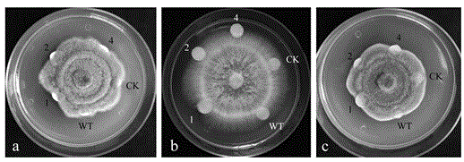 Application of a Minjiang lily disease course related protein 10 gene lrpr10-5