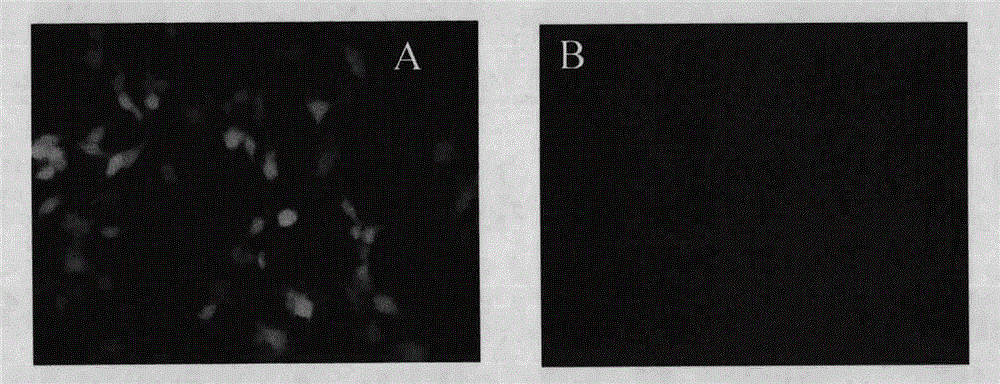 Swine promoter protein expression vector and construction method and application thereof