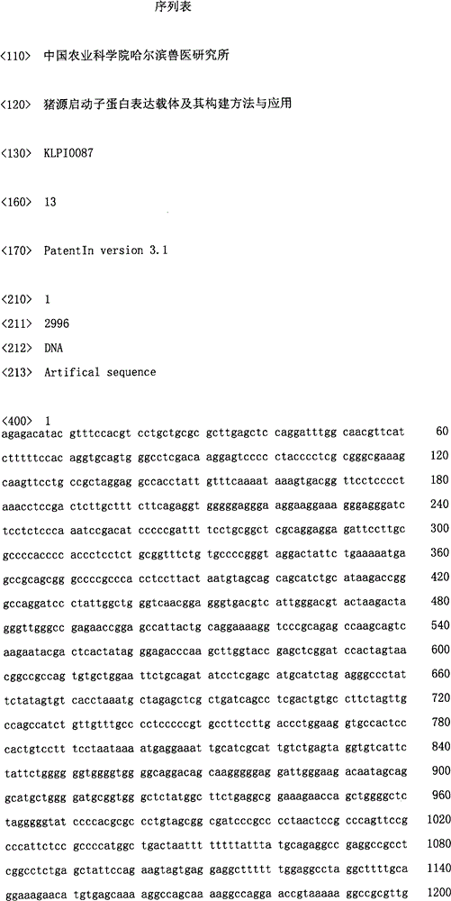 Swine promoter protein expression vector and construction method and application thereof