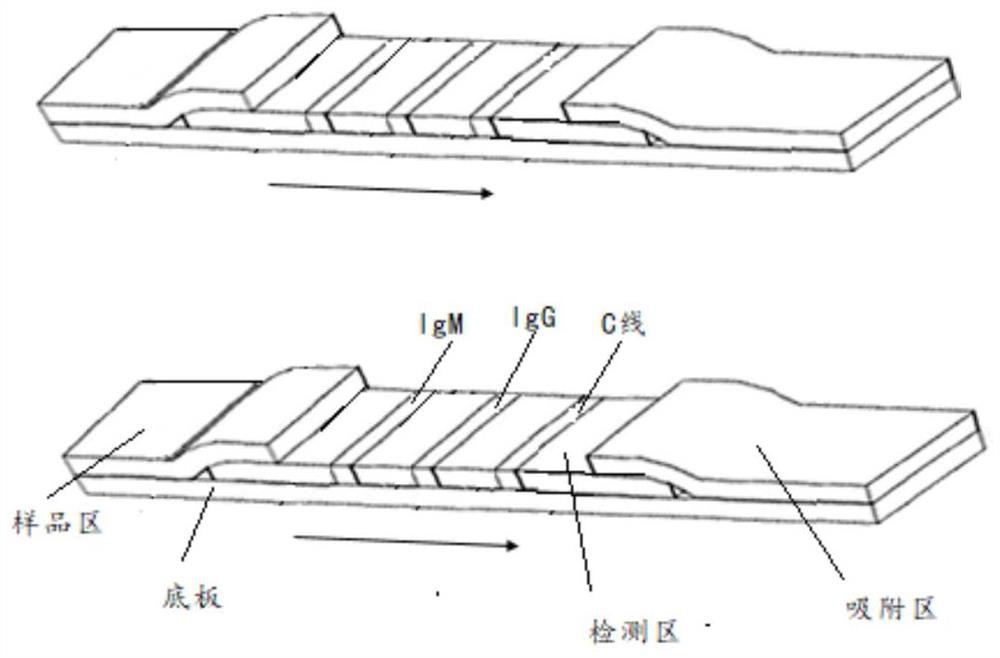 Long afterglow immunochromatographic test strip and detection method for detecting new coronavirus