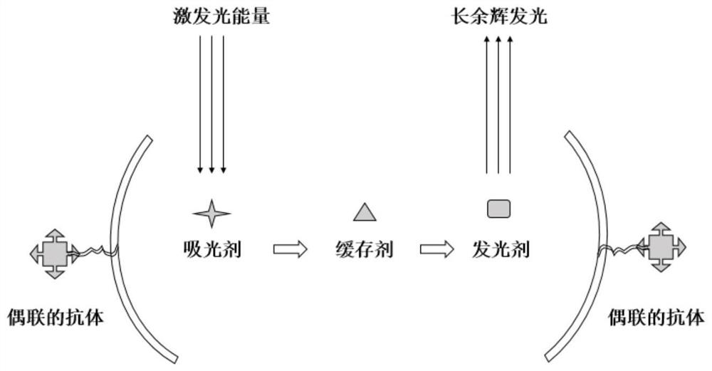 Long afterglow immunochromatographic test strip and detection method for detecting new coronavirus