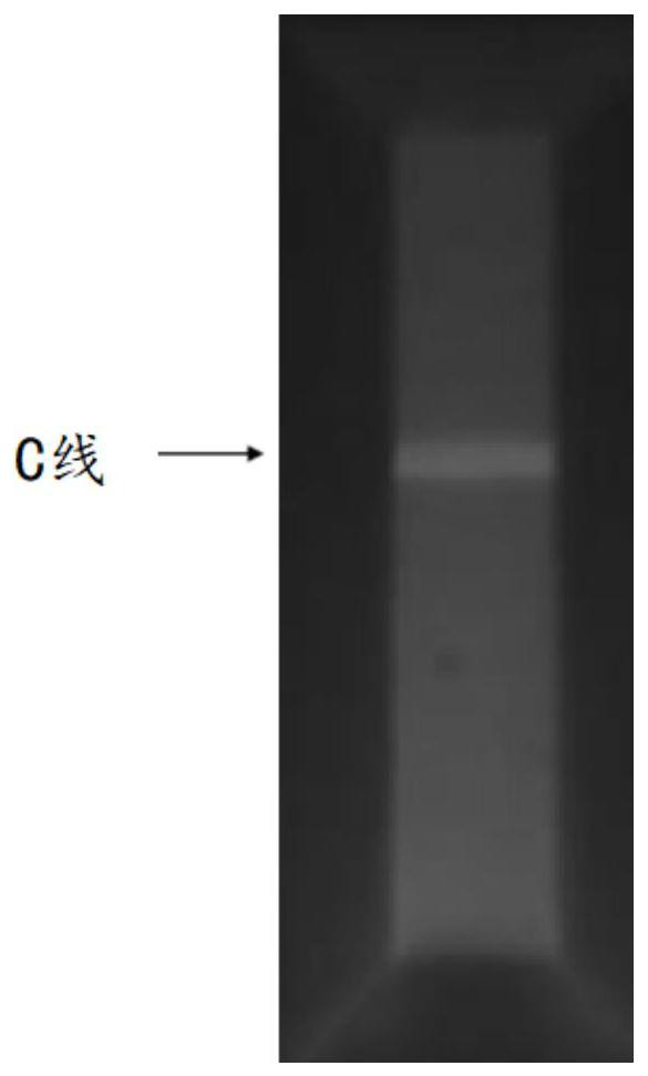 Long afterglow immunochromatographic test strip and detection method for detecting new coronavirus