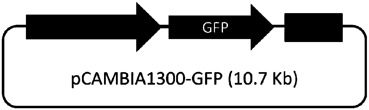 Preparation and conversion method of orchid protoplast and application thereof