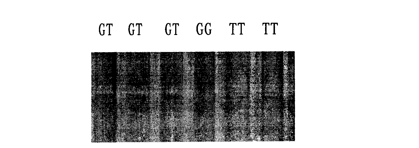 Application of obese receptor (OB) as goose fat character genetic marker