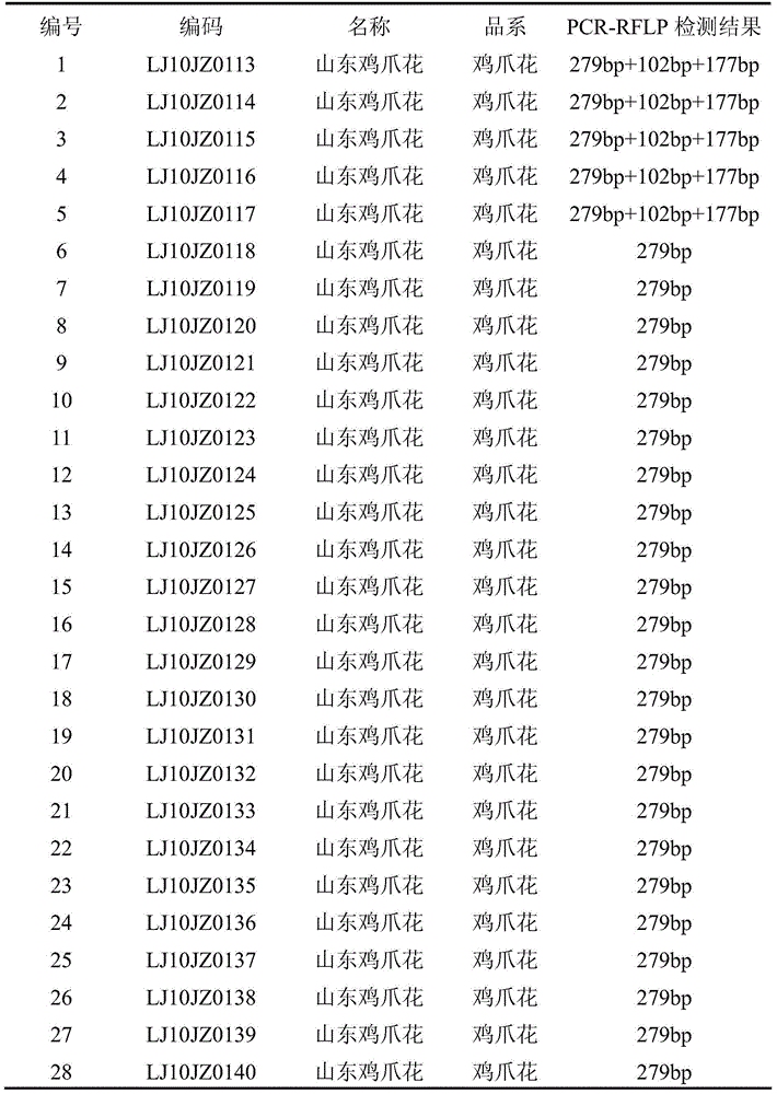 Method for identification of honeysuckle strains Damaohua and Jijiaohua based on pcr-rflp