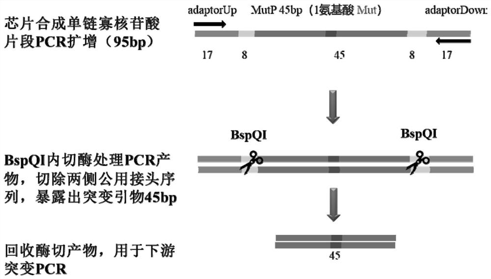 A high-throughput DNA multi-site precise base mutation method