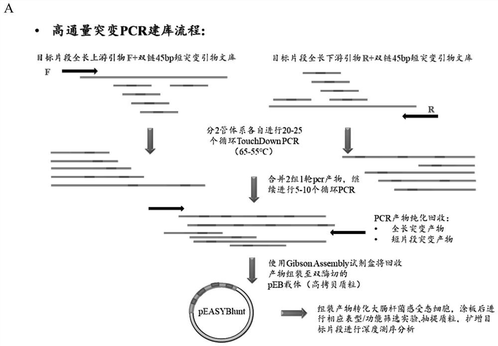 A high-throughput DNA multi-site precise base mutation method