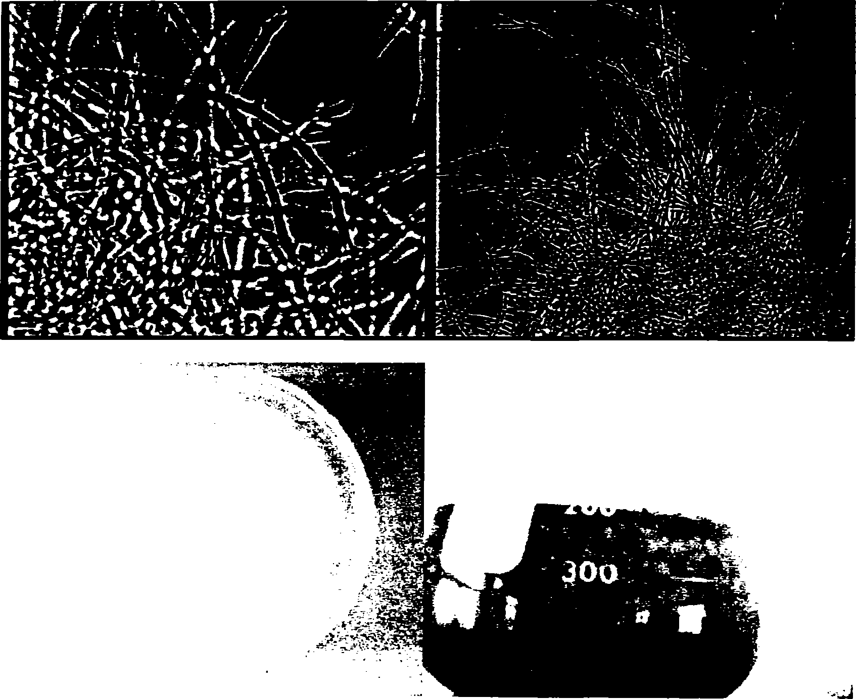 Grifola frondosa strain, culture method and application thereof