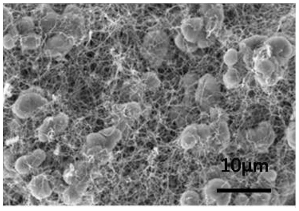 Three-dimensional C/Fe3O4 lithium ion battery negative electrode material and preparation method thereof