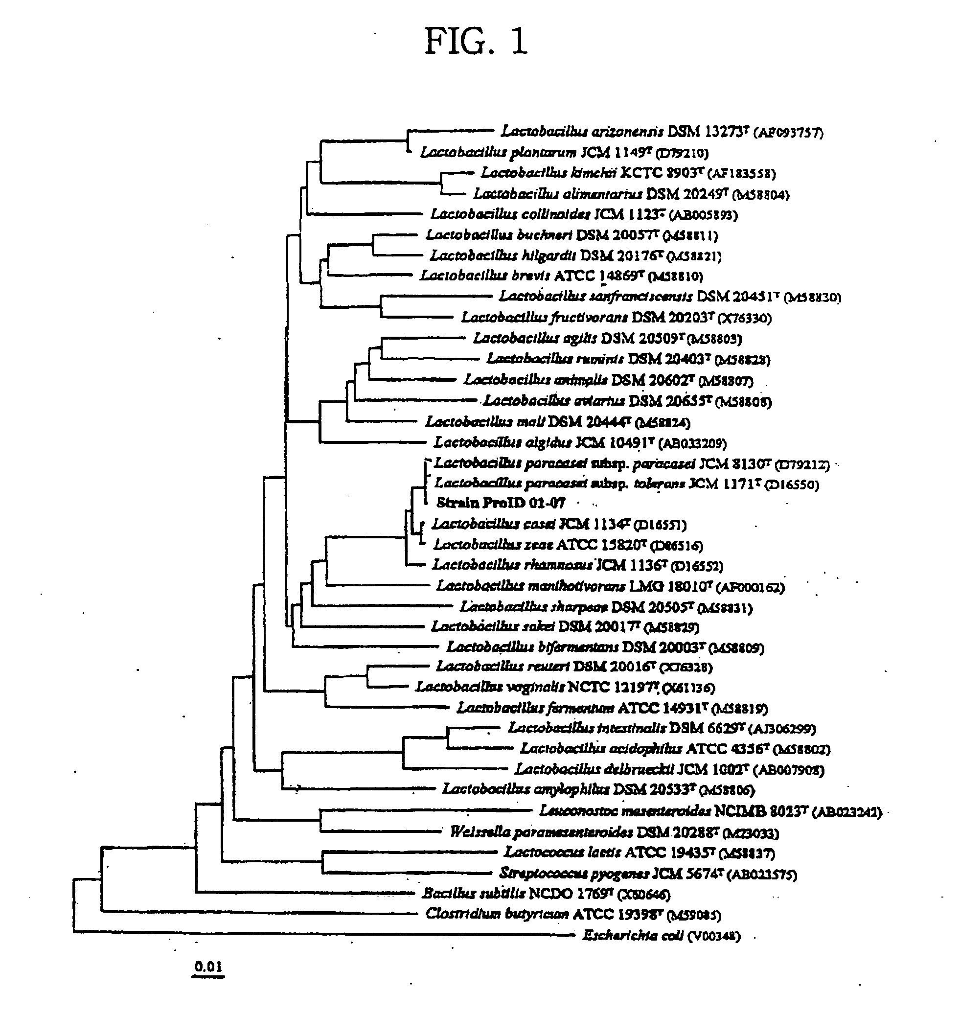 Novel lactobacillus sp. strain and use thereof