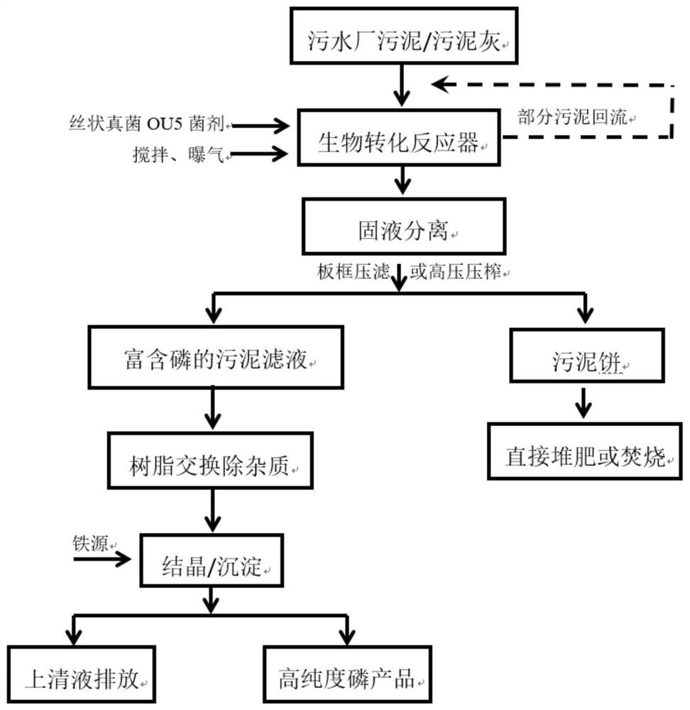 Filamentous fungi and method for recovering phosphorus in sludge by using filamentous fungi