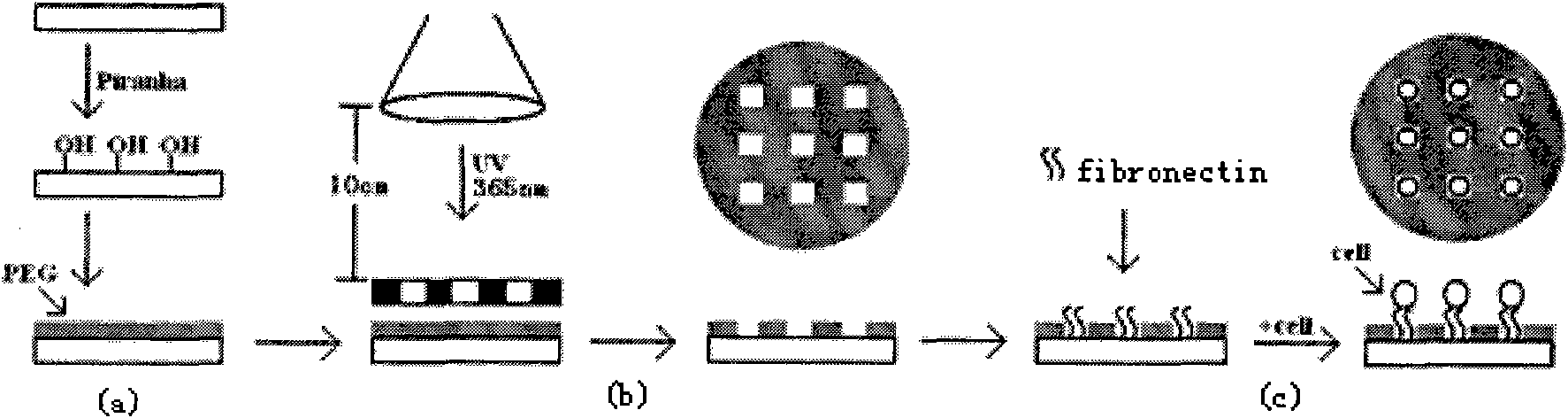 Method for guiding fixed-point cell growth by preparing chemical micro-patterns on surfaces of various materials