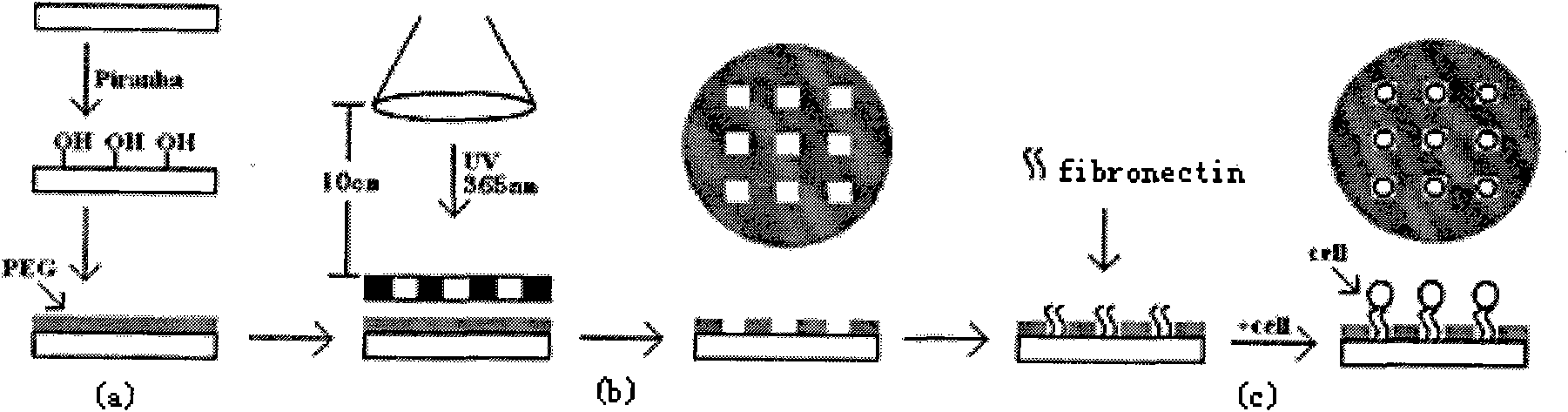 Method for guiding fixed-point cell growth by preparing chemical micro-patterns on surfaces of various materials