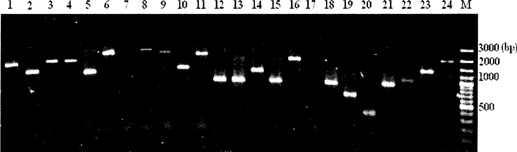 Rockfishes chitinase A gene, expression vector containing the same, recombinant strain and use thereof