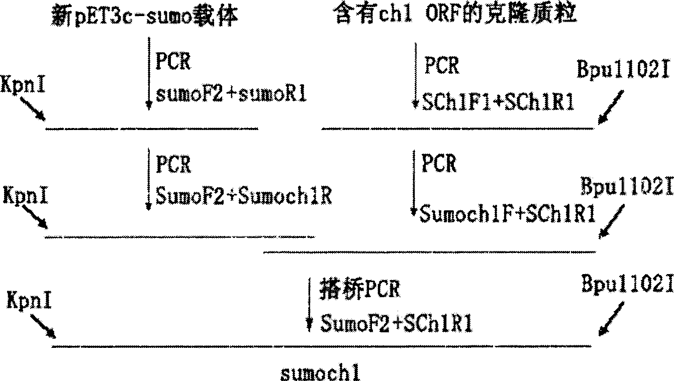 Rockfishes chitinase A gene, expression vector containing the same, recombinant strain and use thereof